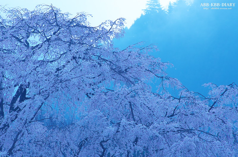 湯の山温泉のしだれ桜 竹下桜 広島県 ２０１３ ラスト Abb Kbb Diary