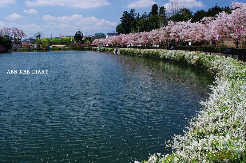 上野公園の桜 広島県 Abb Kbb Diary