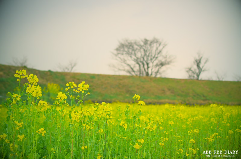 秋穂の菜の花畑 山口県 Abb Kbb Diary