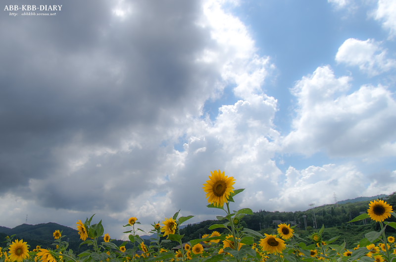 12080720120807-K5025894.jpg